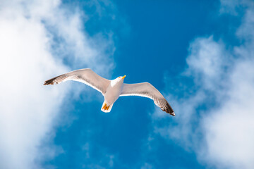 Seagull flying in the sky with clouds. Elba Island, Italy. An European herring gull, Larus argentatus, a large gull, isolated on sky background. close up