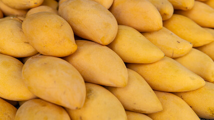 purchase of tropical fruits in the markets of Asia. Mango fruits for cooking and eating