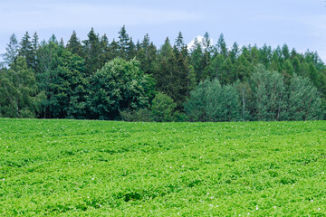 Potatoes grow in rows on a field against a forest and blue sky.