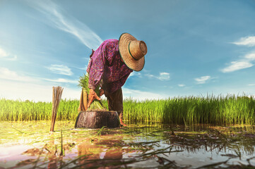 .Farmers work in rice fields, prepare seedlings for planting in the rainy season, Thailand.