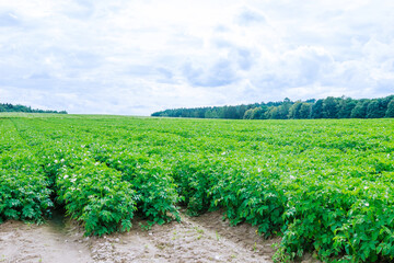 Fototapeta na wymiar Potatoes are planted in rows on the field against the blue sky