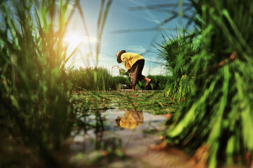 .Farmers work in rice fields, prepare seedlings for planting in the rainy season, Thailand.