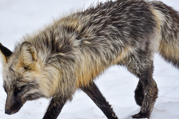 Obraz premium Stunning black, silver, red fox seen in the wild in northern Canada, Yukon Territory. 