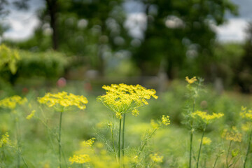 Fototapeta premium dill in the field
