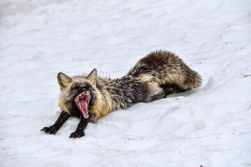 Stunning black, silver, red cross fox seen in the wild in northern Canada, Yukon Territory with...