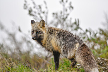 Stunning black, silver, red fox seen in the wild in northern Canada, Yukon Territory. 