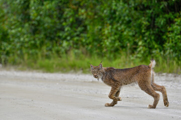 Stunning lynx seen in northern Canada, Yukon Territory. Beautiful, wild big cat. 