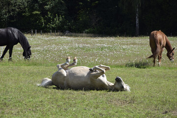 A white horse lying upside down on the grass