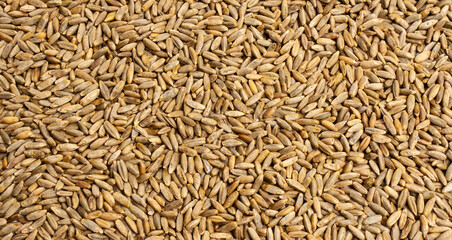 Grain texture of wheat, barley, rye, oat on the screen, natural dry cereal seeds, macro shot. Product of agricultural activity. Germination of cereals for proper nutrition. Close-up background.