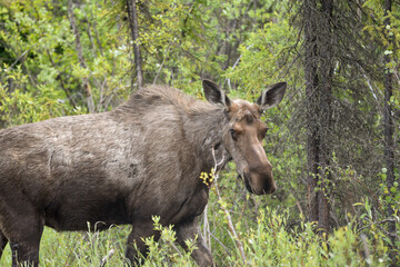 Fototapeta premium Large moose looking at camera directly in the summer with green trees, woods background. 