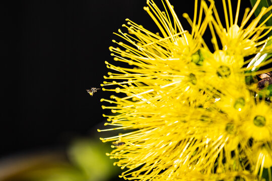 Australian Native Bee