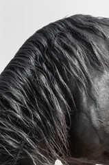 Mane of the horse, Horse body part close up © younes