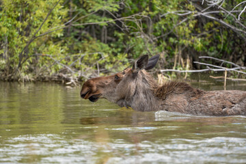 Side profile of a large adult moose taken in Yukon Territory, northern Canada in the summer time. 