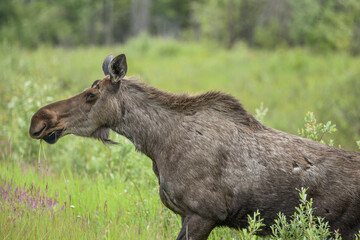 Side profile of a large adult moose taken in Yukon Territory, northern Canada in the summer time. 