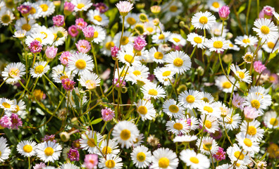 Close-up of daisies growing in an English wild flower meadow during the summer