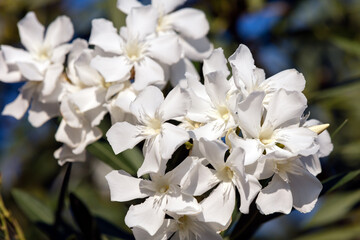 White Nerium Oleander flower. Highly toxic evergreen shrub native to the Mediterranean.