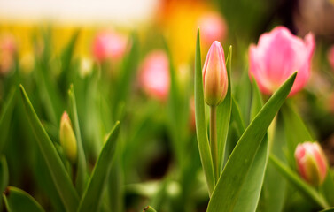  tulips in the park