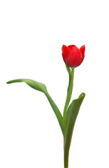  red tulip flower isolated on white background