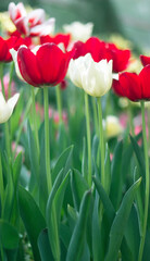  tulips flower in the park