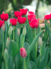  tulips flower in the park