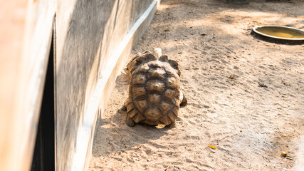 breeding and caring for turtles at the zoo. Care and control of the world's turtles population