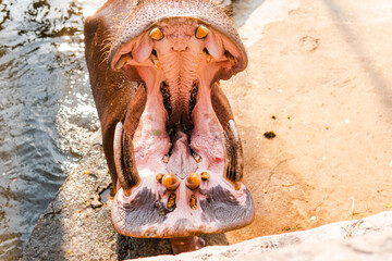 Fototapeta na wymiar breeding and care of hippos in the zoo. Care and control of the world's hippo population