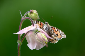 Butterfly Vanessa cardui collects nectar from  on a summer day in the garden