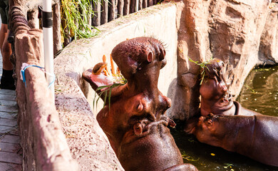 hippo feeding by guests of the zoo. Reproduction and care of hippos