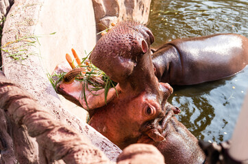 hippo feeding by guests of the zoo. Reproduction and care of hippos