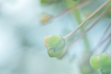 Abstract green floral background. Close up image. Soft focus dreamy image. Summer, spring season concept. Banner with copy space. Card, notebook cover.