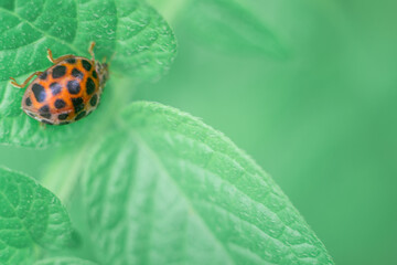 Defocused spring nature background with Ladybug on green leaf. Close up image. Soft focus dreamy image. Summer, spring season concept. Card, notebook cover.