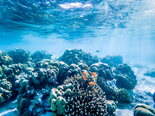 underwater marine life on coral reefs