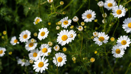 Beautiful field of camomiles on sunny day in nature closeup. Daisy flowers, wildflowers, spring day. Many marguerites on meadow in garden with nice white petals and blossoms. Banner for web site