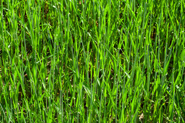 light green wheat field close-up. Wheat. Green lawn. corn. sprouts. the sun. vivid green grass landscape field. Oats rye, barley. Juicy fresh unripe ears of young cereal on nature