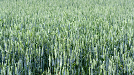 Green spikelets of wheat against background of wheat field in sunny day. Oats rye barley. Juicy fresh unripe ears of young cereal on nature in spring-summer field close-up macro. Screensaver desktop