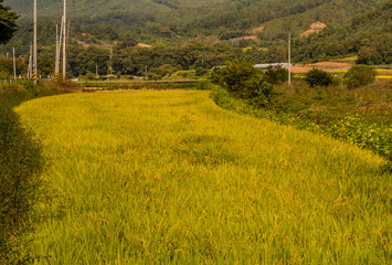 Golden colored rice paddy