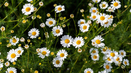 Beautiful field of camomiles on sunny day in nature closeup. Daisy flowers, wildflowers, spring day. Many marguerites on meadow in garden with nice white petals and blossoms. Banner for web site