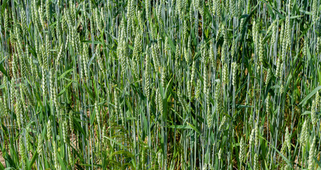 Obraz premium Green spikelets of wheat stood out against background of blurred wheat field. Oats rye barley. Juicy fresh unripe ears of young cereal on nature in spring-summer field close-up macro. Banner web site