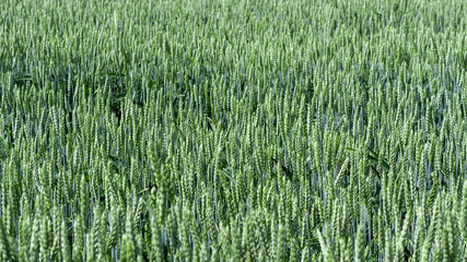 Beautiful green spikelets of wheat against background of wheat field in sunny day. Oats rye barley. Juicy fresh unripe ears of young cereal on nature in spring-summer field. Screensaver desktop