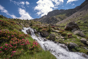 Fototapeta na wymiar mountain landscape with thaw river surrounded by flowers and green pastures