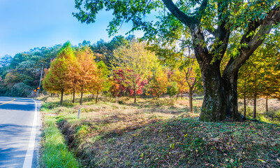 Naklejka premium Trees in fall colors next to road in the countryside