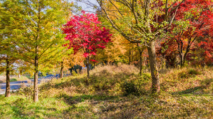 Fototapeta premium Trees in fall colors next to road in the countryside