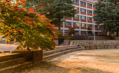 Tree in fall colors of red and orange