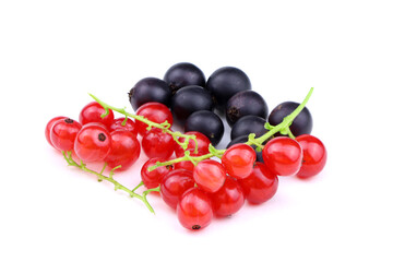 Red currant and black currant isolated on a white background. Ribes nigrum and Ribes rubrum isolated