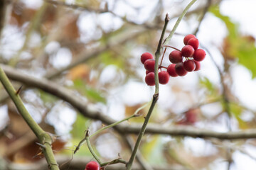 Vaccinium vitis-idaea known as lingonberry, foxberry, mountain cranberry.
