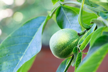 A green walnut growing on a tree. A branch with young unripe walnut. Leaves of walnut tree. Hanging a walnut