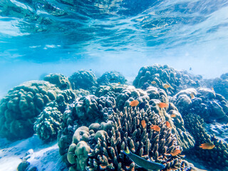 underwater marine life on coral reefs