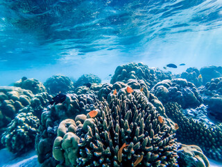 underwater marine life on coral reefs