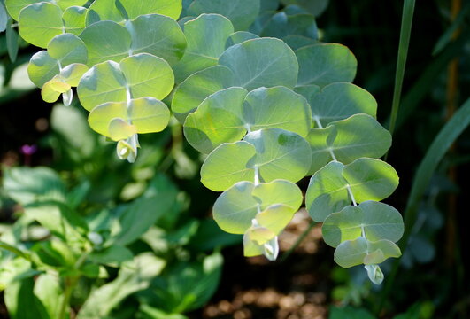 Close Up Of The Leaves Of Silver Dollar Gum Plant