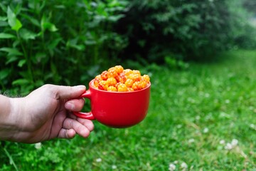 Cloudberry berry. Red Cup of ripe cloudberries in a man's hand on a background of green bushes....